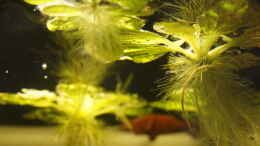 aquarium-von-rootsman-platy-biotop_