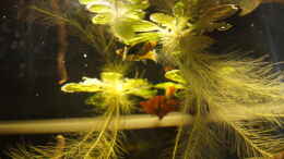 aquarium-von-rootsman-platy-biotop_