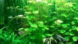 aquarium-von-herrvorragend-becken-3108_