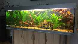 aquarium-von-marcus-lucke-angels-place----_Als Bepflanzung sind enthalten : roter Tiger Lotus , Anubia,