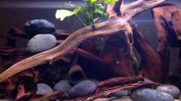 aquarium-von-amamazonas-diskus-flachwasser-welsbiotop_