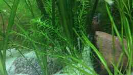 aquarium-von-delphin-becken-31105_  Hydrilla vertivillata