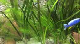 aquarium-von-delphin-becken-31105_ Vallisneria gigantea