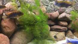 aquarium-von-delphin-becken-31105_ Ceratophyllum demersum