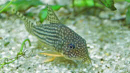 Foto mit Corydoras sterbai 