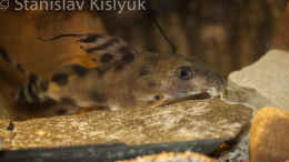 Foto mit Synodontis decorus