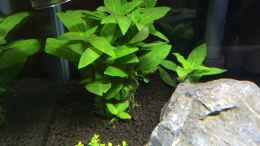 aquarium-von-fabian-k--sulawesi_Staurogyne repens