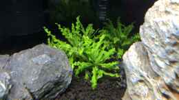 aquarium-von-fabian-k--sulawesi_Pogostemon helferi