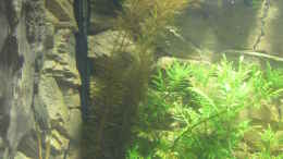 aquarium-von-christian-grunwald-wohnzimmer_Myriophyllum tuberculatum