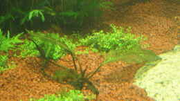 aquarium-von-christian-grunwald-wohnzimmer_Aponogeton madagascarensis