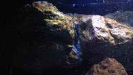 aquarium-von-der-steirer-fade-to-black-aufgeloest_