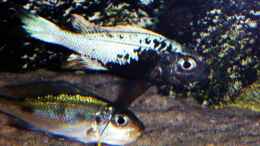 aquarium-von-spriggina-tanganjika-cichlid-family_