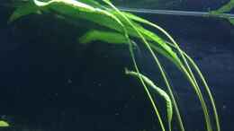 aquarium-von-djhitek-hiteks-tanganjika-box_Cryptocoryne Aponogetifolia