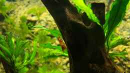 Foto mit caridina cf. cantonensis crystal red