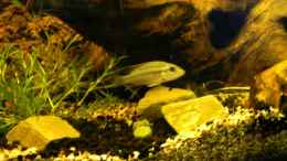 aquarium-von-rene-leubecher-becken-3127_