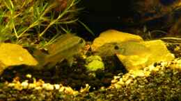 aquarium-von-rene-leubecher-becken-3127_