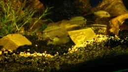 aquarium-von-rene-leubecher-becken-3127_guntheris beim Fressen