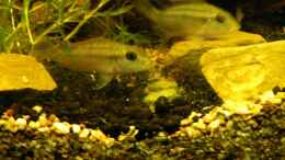 aquarium-von-rene-leubecher-becken-3127_