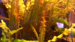 aquarium-von-rene-leubecher-becken-3127_Links vorm Mattenfilter