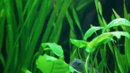 aquarium-von-guido-seifert-teuto-canyon_Anubias / Vallisneria