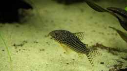 aquarium-von-faebi-ch-eheim-scubaline-460--aufgeloest-_Corydoras sterbai