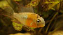 aquarium-von-faebi-ch-eheim-scubaline-460--aufgeloest-_Mikrogeophagus altispinosus (m)