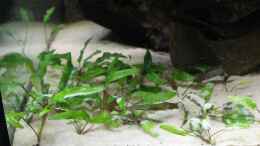 aquarium-von-faebi-ch-eheim-scubaline-460--aufgeloest-_Cryptocoryne