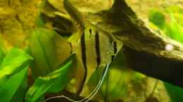 aquarium-von-faebi-ch-eheim-scubaline-460--aufgeloest-_Pterophyllum scalare