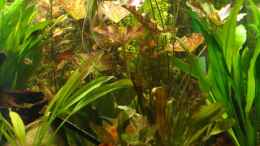 aquarium-von-faebi-ch-eheim-scubaline-460--aufgeloest-_Tigerlotus, Amazonasschwertpflanzen, ...