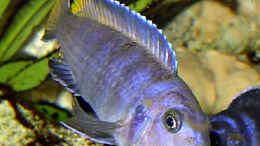 aquarium-von-andrea-wendel-becken-313_Pseudotropheus elongatus mpanga -tragendes Weib