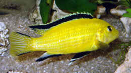 aquarium-von-andrea-wendel-becken-313_Labidochromis caerlueus Yellow- Bock