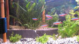 aquarium-von-timst-southern-american-aquaworld_