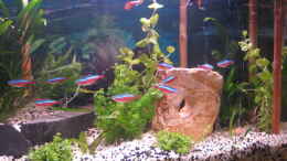 aquarium-von-timst-southern-american-aquaworld_