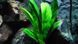 aquarium-von-kevin-leonhard-kevins-malawibecken_