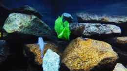 aquarium-von-kevin-leonhard-kevins-malawibecken_