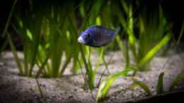 aquarium-von-ajakandi-big-bang-malawi_ein Placidochromis phenochilus Mdoka in der bepflanzten Uf