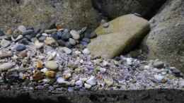 aquarium-von-jan-steger-big-rock-mbuna_