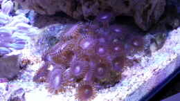 aquarium-von-benon-meine-meerwasserpfuetze_ Palythoa Alien Explosion - Krustenanemone