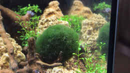 aquarium-von-southamerica-tiny-green-nature_Mooskugel