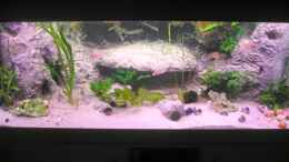 aquarium-von-oezlem-oektem-becken-3140_Frontansicht