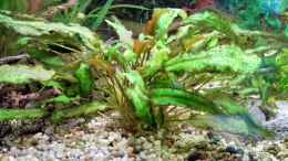 aquarium-von-matze2903-the-aquarium_Pflanze 1