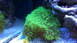 aquarium-von-die-perle----becken-31412_