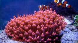 aquarium-von-die-perle----becken-31412_kupferanemone