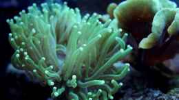 aquarium-von-die-perle----becken-31412_Euphyllia