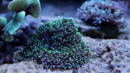 aquarium-von-die-perle----becken-31412_