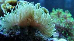 aquarium-von-die-perle----becken-31412_Euphyllia