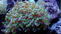 aquarium-von-die-perle----becken-31412_