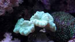 aquarium-von-die-perle----becken-31412_