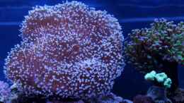 aquarium-von-die-perle----becken-31412_sacrophyton