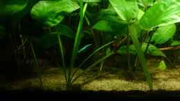 aquarium-von-karim-c-mein-becken_Vallisneria